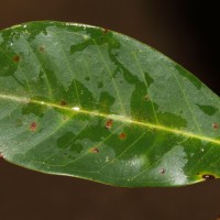 Syzygium nervosum A.Cunn. ex DC.